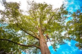 Best Palm Tree Trimming  in Warrensville Heights, OH