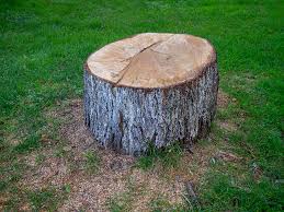 Best Tree Removal  in Warrensville Heights, OH