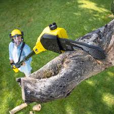 How Our Tree Care Process Works  in  Warrensville Heights, OH