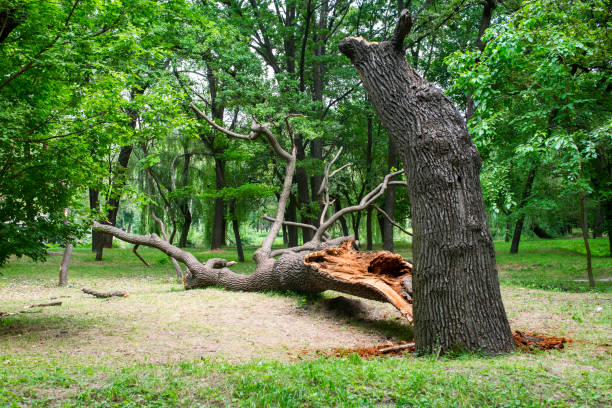 Best Tree Cabling and Bracing  in Warrensville Heights, OH