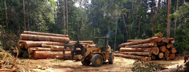 Best Tree Preservation Services  in Warrensville Heights, OH