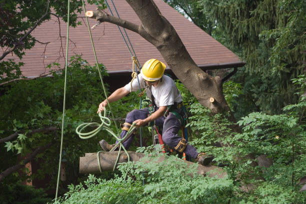 Best Weed Control  in Warrensville Heights, OH