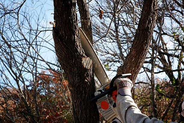 Best Lawn Disease Treatment  in Warrensville Heights, OH
