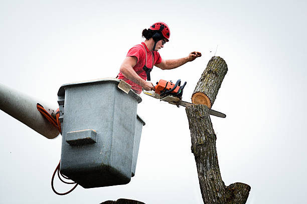 Professional Tree Care in Warrensville Heights, OH